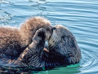 Sea Otter