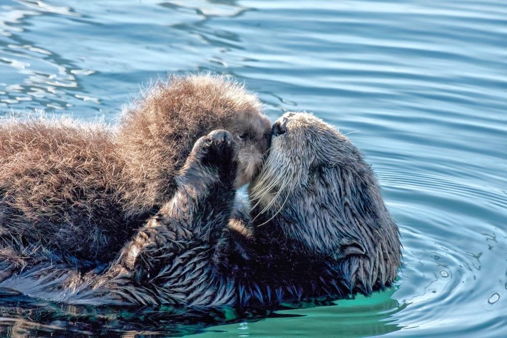 Sea Otter