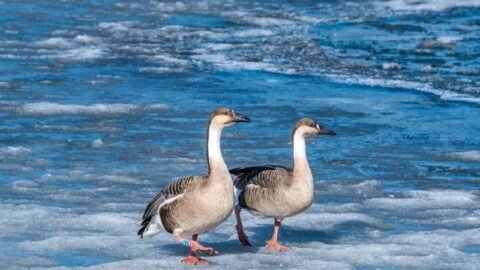 Top 10 Most Romantic and Faithful Animals (Life Partners)