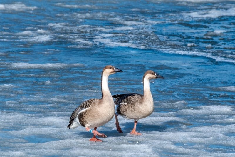 Top 10 Most Romantic and Faithful Animals (Life Partners)