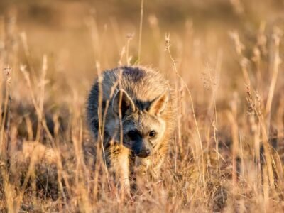 Gray Wolf