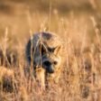 Top 10 Most Dangerous Animals in Europe