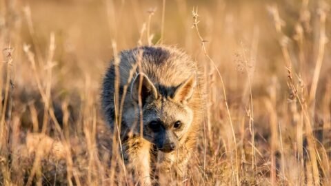 Top 10 Most Dangerous Animals in Europe