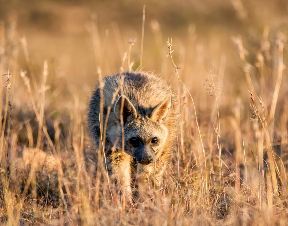 Top 10 Most Dangerous Animals in Europe