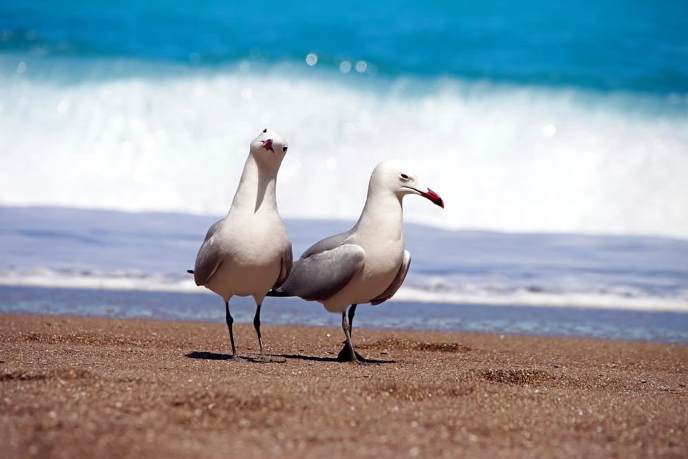 Albatross
