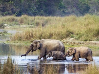 African Elephant (The Largest Land Animal)