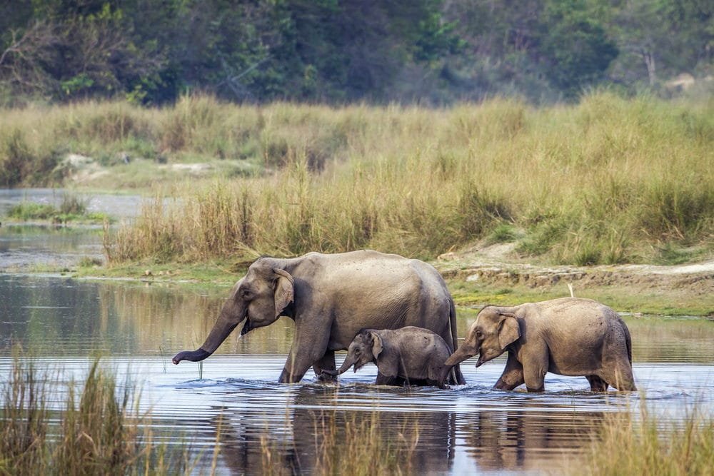 African Elephant (The Largest Land Animal)