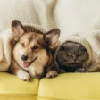 Top 10 Best Pets