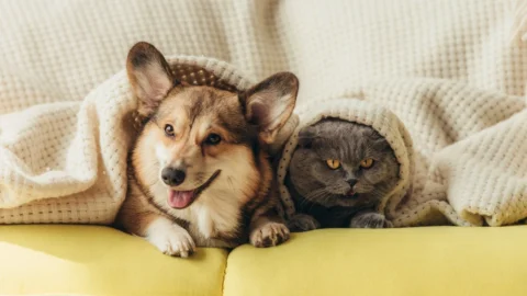 Top 10 Best Pets