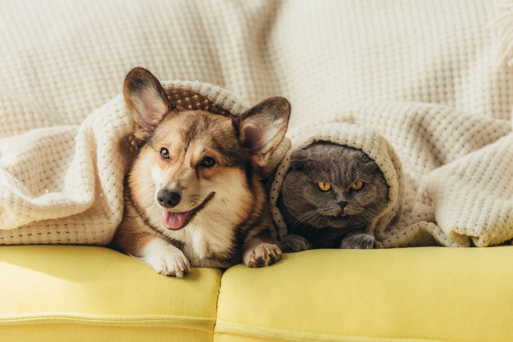 Top 10 Best Pets