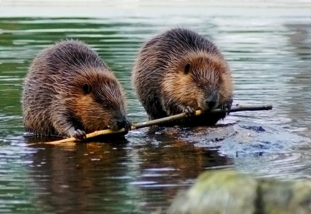Eurasian Beaver
