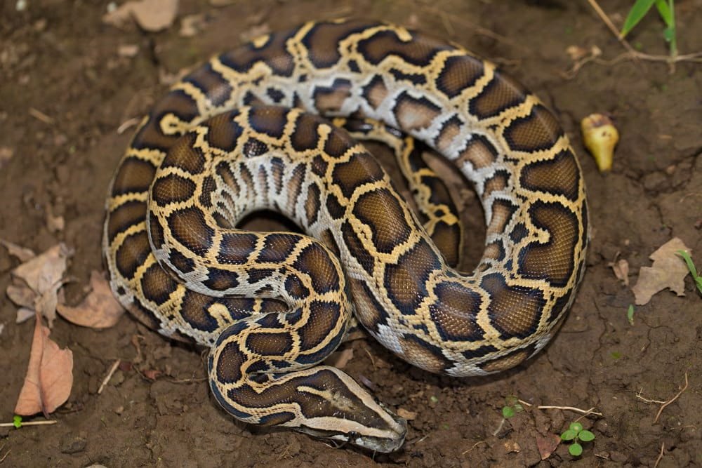 Indian Python