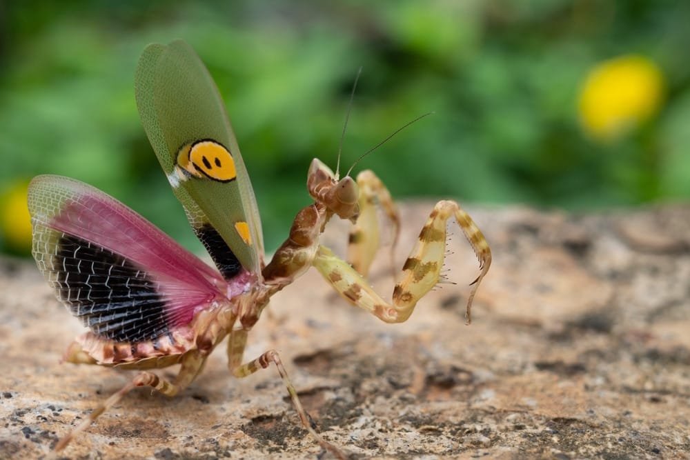 Ghost Mantis