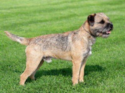 Border Terrier
