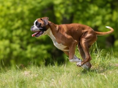 Boxer