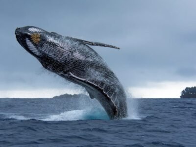 Humpback Whale
