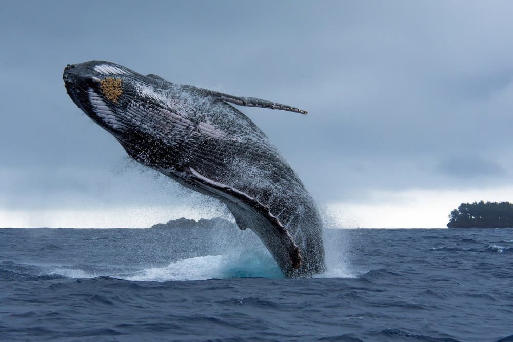 Humpback Whale