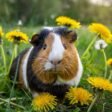 Top 10 Best First Pets for Kids