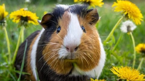 Top 10 Best First Pets for Kids