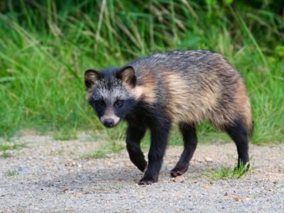 Raccoon