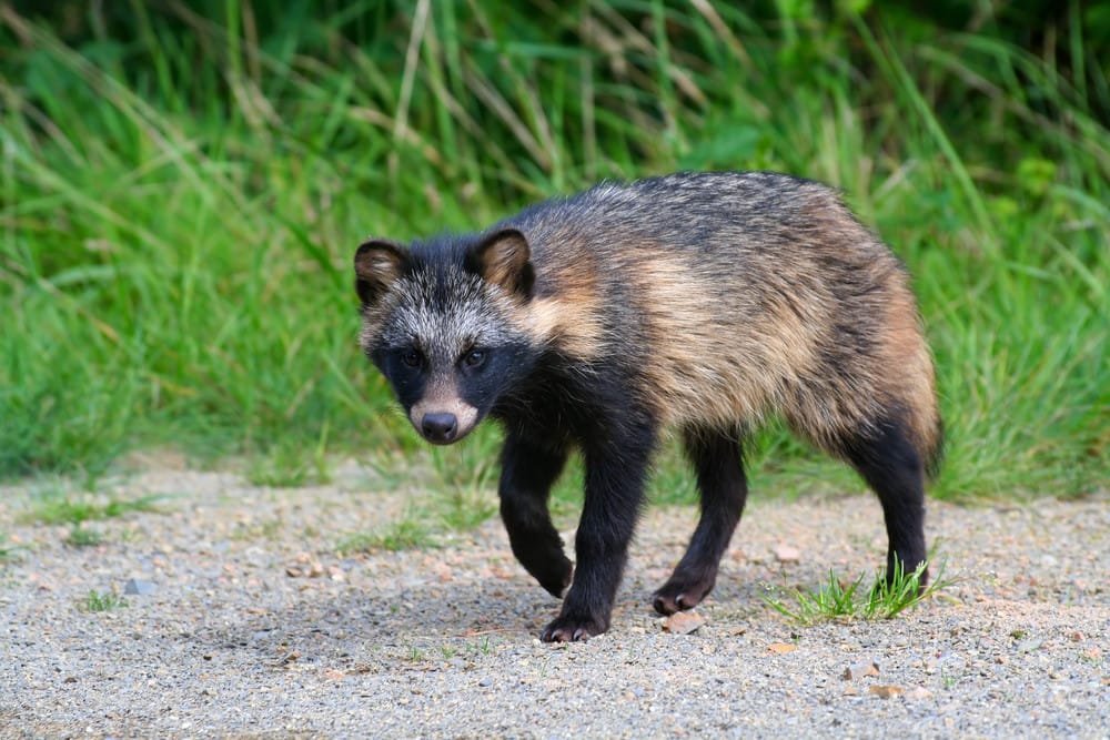 Raccoon