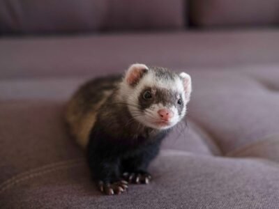 Ferret