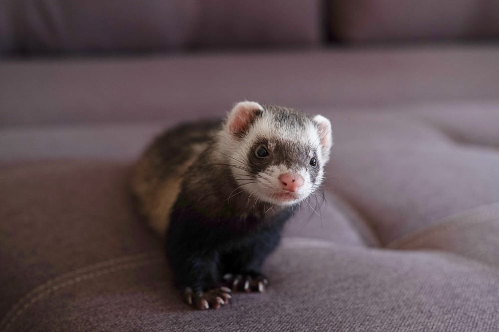 Ferret