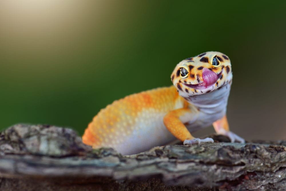 Leaf-tailed Gecko (Madagascar)