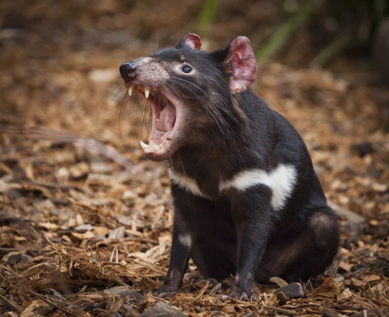 Tasmanian Devil