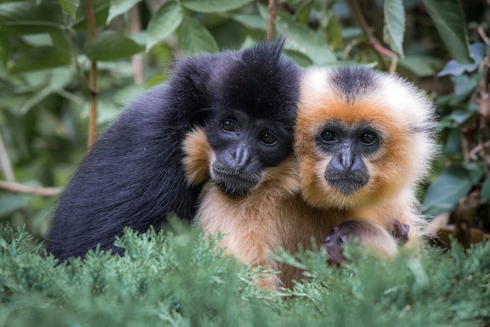 Gibbon