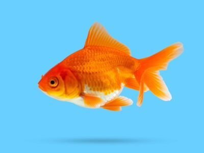 Aquarium Fish