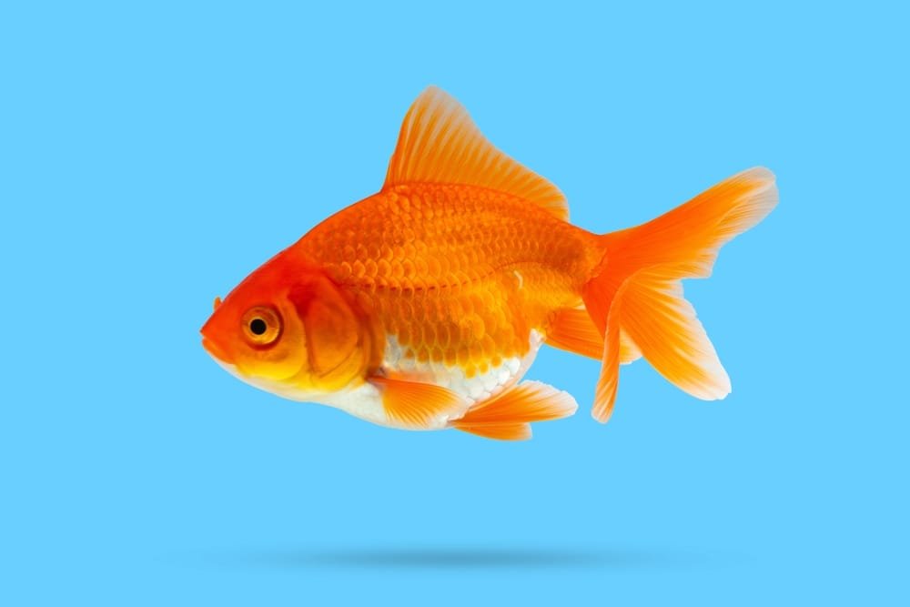 Aquarium Fish