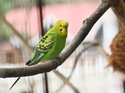 Budgie