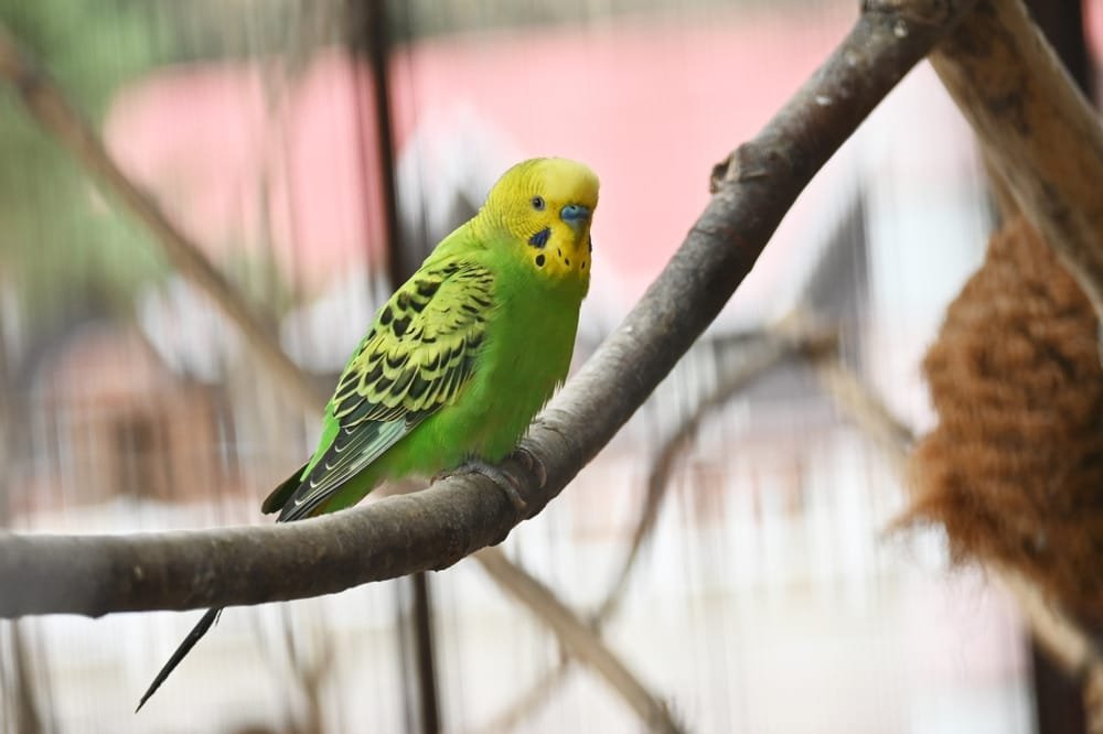 Budgie