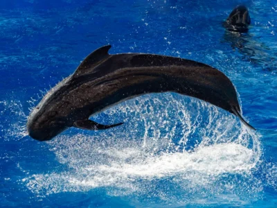 Orca