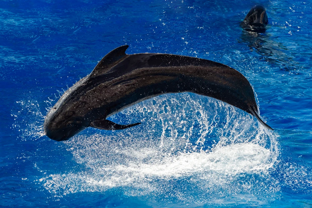 Orca