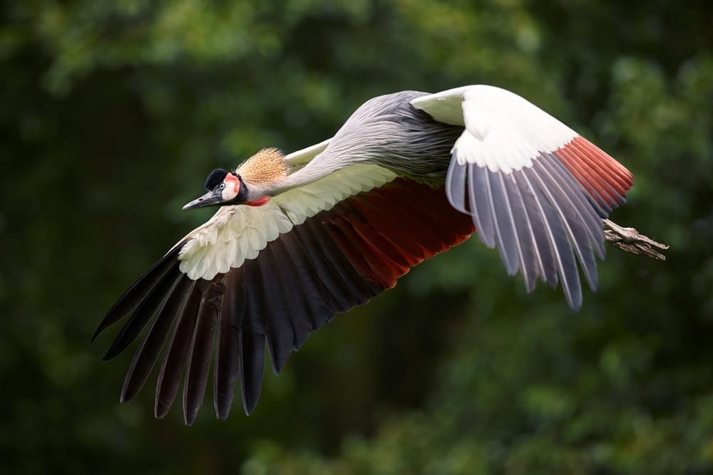 Grey Crowned Crane