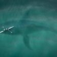 Blue Whale (The Largest Animal in the World)
