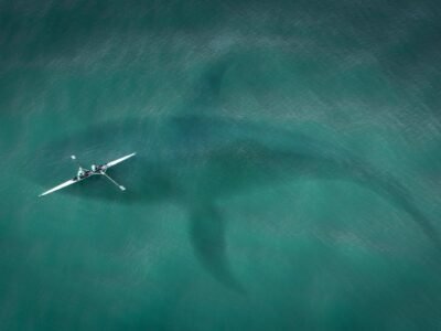 Blue Whale (The Largest Animal in the World)