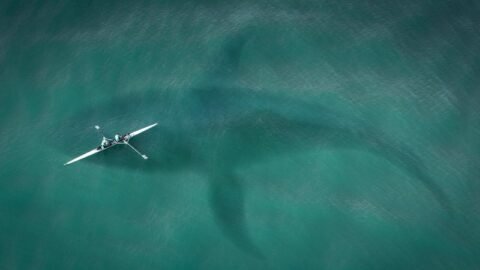 Blue Whale (The Largest Animal in the World)