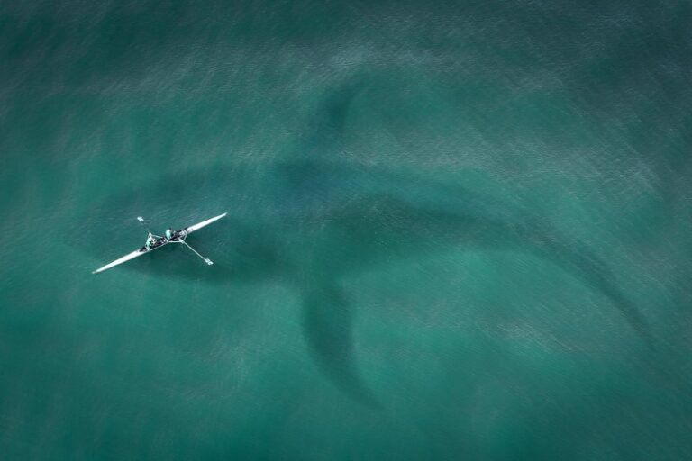 Blue Whale (The Largest Animal in the World)