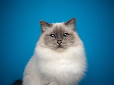 Sacred Birman