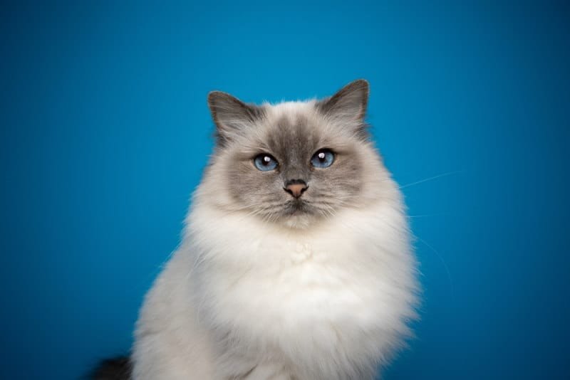 Sacred Birman