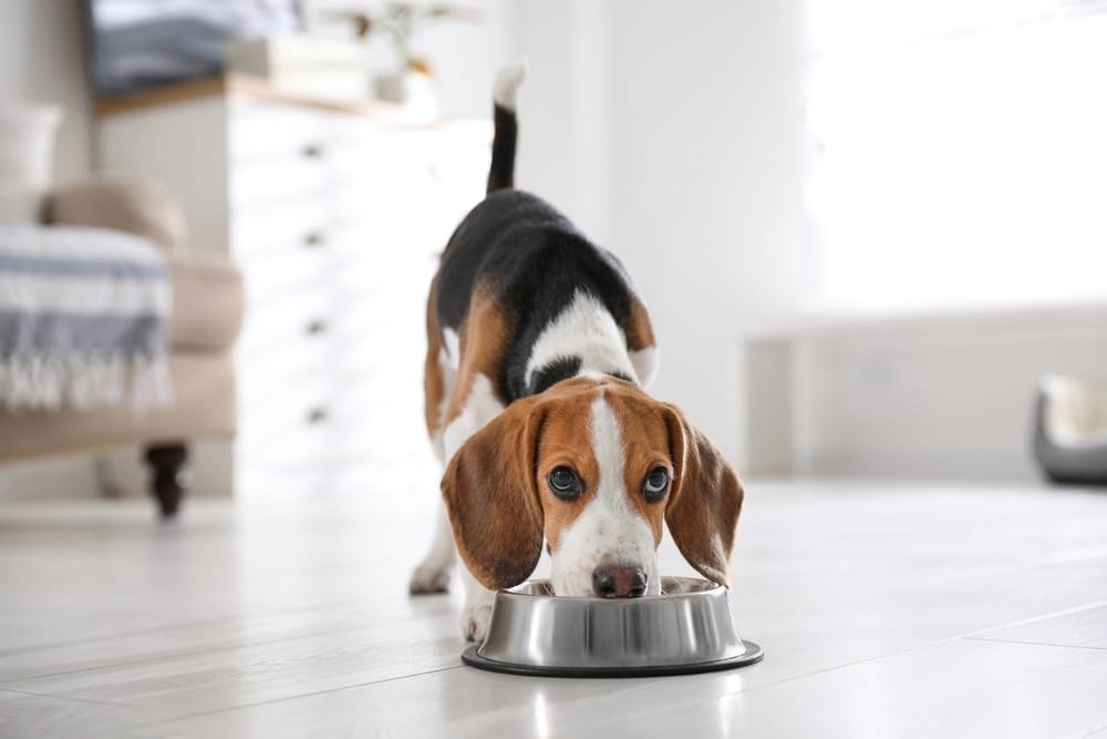Beagle
