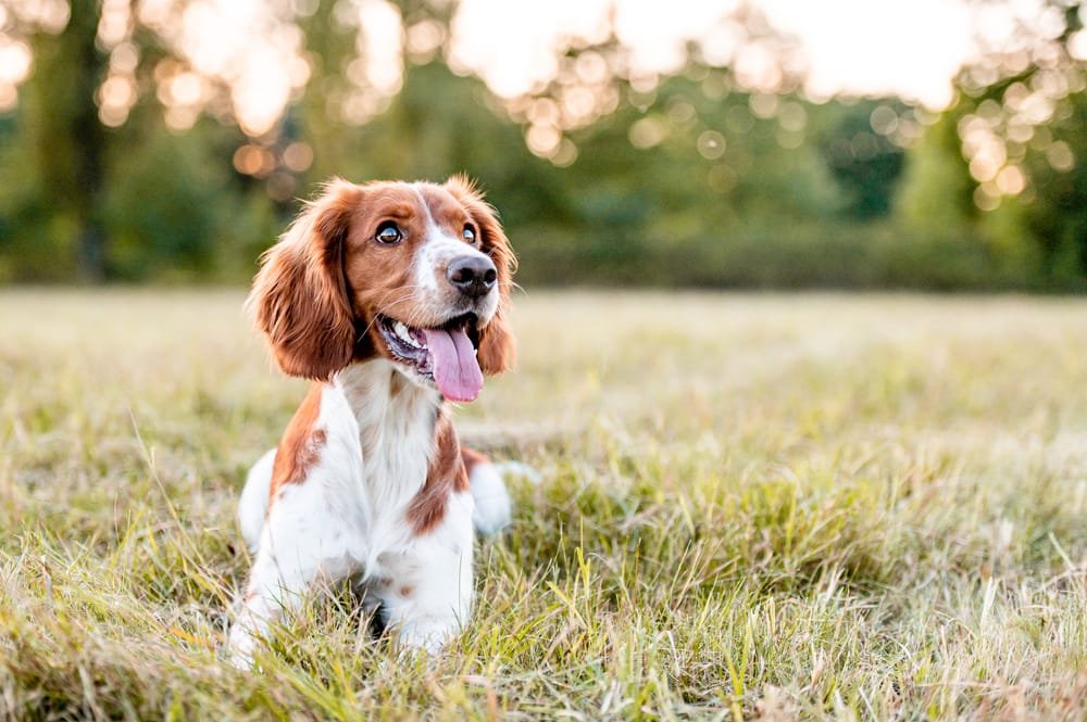 Cavalier King Charles Spaniel
