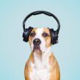 Dog Songs