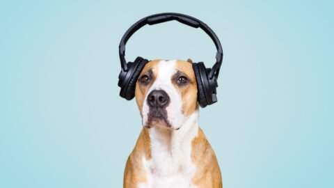 Dog Songs