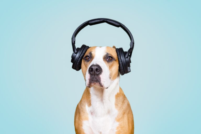 Dog Songs