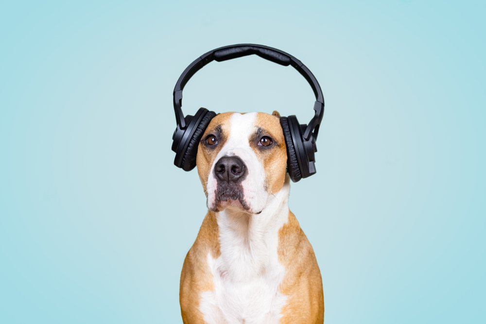 Top 10 Greatest Dog Songs