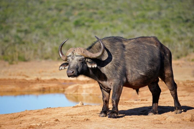 Cape Buffalo (Black Death)